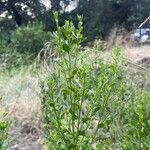 Baccharis pilularis Blad