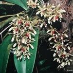 Dendrobium munificum Flor