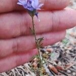 Gilia achilleifolia Hábito