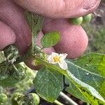 Solanum scabrum 花