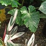 Philodendron subincisum 叶
