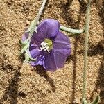 Evolvulus alsinoides Flower