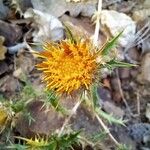 Carlina corymbosaFlower