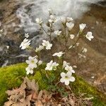 Saxifraga granulata Virág
