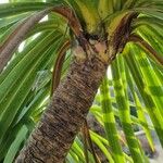 Cordyline australis Azala