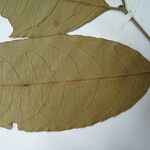 Cheiloclinium cognatum Altul/Alta