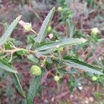 Pavonia hastata List
