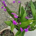 Bletilla striata 葉