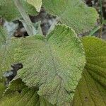 Sideritis macrostachyos Blad