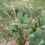 Potentilla pusilla Foglia