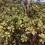 Ilex sebertii Habit