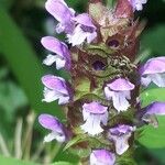 Prunella vulgaris Blomma