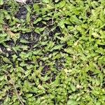 Leptinella scariosa Leaf