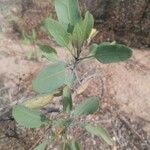 Nicotiana glauca Blad