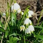 Leucojum vernum ശീലം