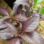 Alternanthera brasiliana ഇല