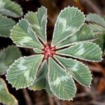 Trifolium macrocephalum Leaf