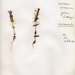 Gentianella germanica Blomst