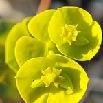Euphorbia segetalis Flower