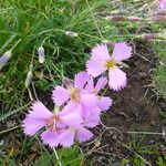 Dianthus sylvestris ᱵᱟᱦᱟ