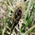 Carex curvula Flor