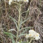 Anaphalis margaritacea Flor