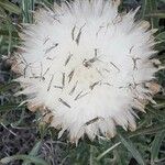 Rhaponticum coniferum फल