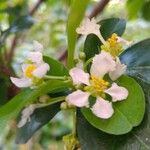 Malpighia glabra Flor