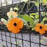 Thunbergia alataFlower