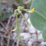 Coronilla scorpioides Plod