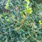 Buxus microphyllaLeaf