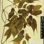 Carpinus viminea Other