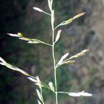 Puccinellia distans Flower