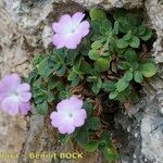 Primula allionii 其他