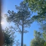Pinus pinaster 葉