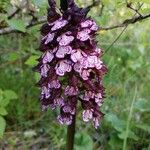 Orchis purpurea Flors