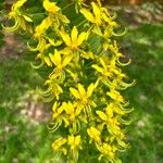 Cassia ferruginea Flower