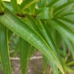 Lilium henryi Hoja