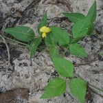 Vigna luteola Leaf