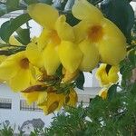 Allamanda cathartica फूल