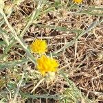 Centaurea solstitialis Foglia