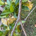 Ixora hookeri बार्क (छाल)
