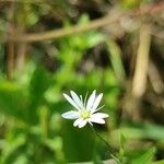 Stellaria graminea 花