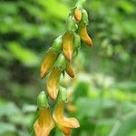 Lathyrus aureus Flor