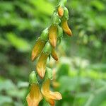 Lathyrus aureus