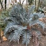 Encephalartos trispinosusFeuille