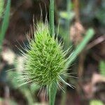 Cynosurus echinatus Flower