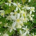 Clematis virginiana फूल