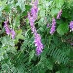 Vicia cracca Vekstform