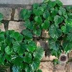 Begonia formosana Leaf